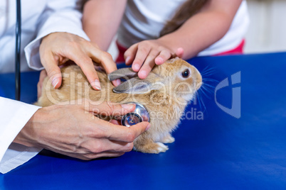Close up on a rabbit examined by vet