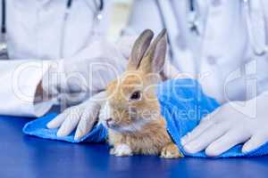 Close up on a rabbit lying on examination table