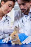 Close up of a rabbit in front of two vets
