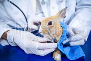 Close up on two vets examining a rabbit