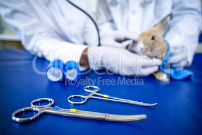 Close up on medical tools in front of a rabbit