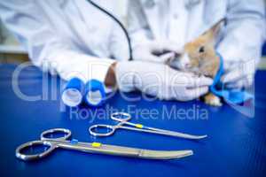 Close up on medical tools in front of a rabbit
