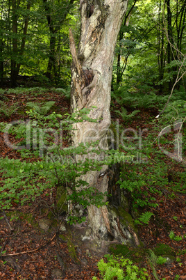 Alter Baum