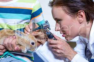 Close up on a woman vet examining rabbits ears