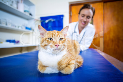 Close up of cat in front of a woman vet