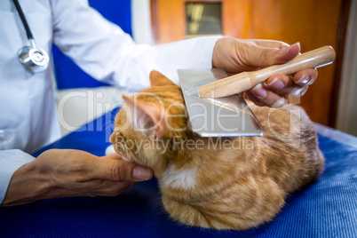 Close up on vet examining cat