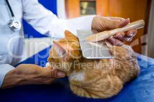 Close up on vet examining cat