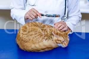 Close up on vet examining a cute cat