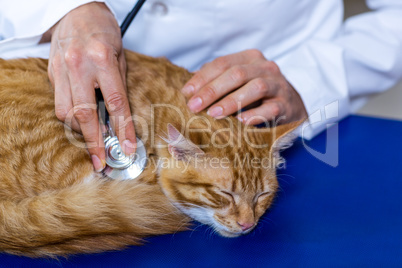 Close up on vet using his stethoscope on a cute kitten