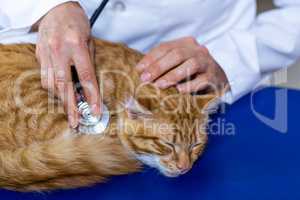 Close up on vet using his stethoscope on a cute kitten