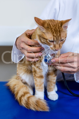 Close up on vet using his stethoscope on a cute kitten