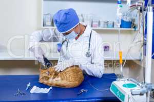 Vet with mask shaving a cat for a operation
