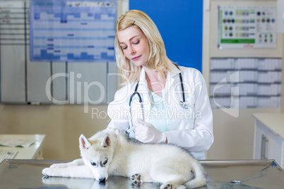 Woman vet doing a injection to a cute puppy