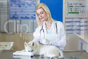 Woman vet doing a injection to a cute puppy
