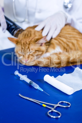 Close up on a vet shaving a cat and some operation tools