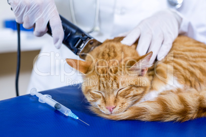 Close up on vet shaving a cat for the operation