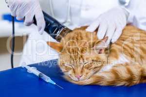 Close up on vet shaving a cat for the operation