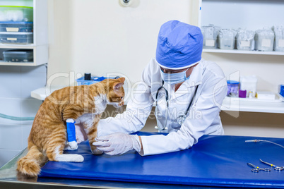 Vet with mask examining a cat on examination table