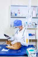 Vet with mask preparing a cat to the operation