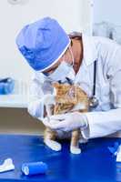 Vet with mask examining a cat on examination table