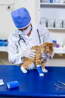 Vet with mask examining a cat on examination table