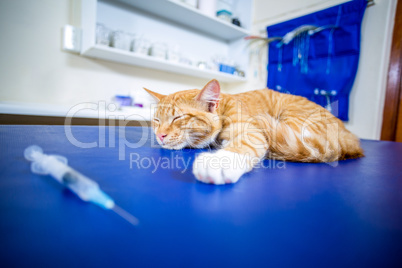 Close up on a sick cat lying on examination table