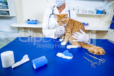 Vet holing a cat on an examination table