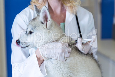 Close up on a woman vet doing a injection to a cute puppy