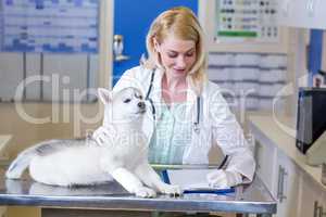 Woman vet writing puppys examination results on a clipboard