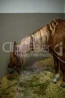 Portrait of a sick horse