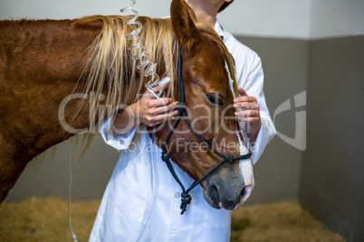 Portrait of sick horse and woman vet