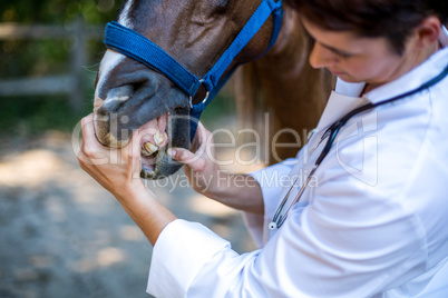 Close up on a woman vet examining horses teeth
