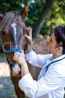 Portrait of woman vet examining horses eye