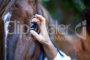 Close up on woman vet examining horses eye