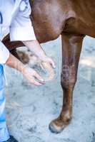 Close up on vet examining horses hoof
