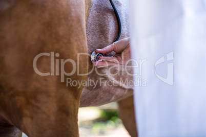 Close up on the stethoscope resting on horses heart