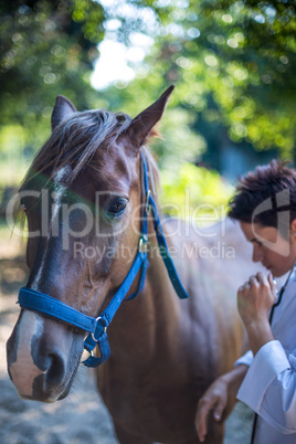 Woman vet examining a horse