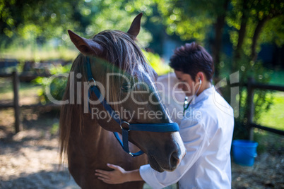 Woman vet examining a horse