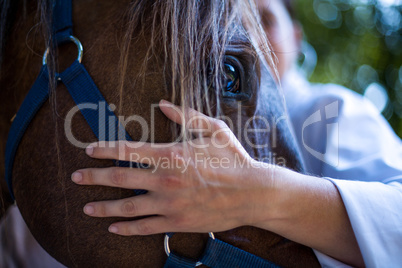 Close up on the vets hand rest on horses head