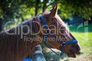 Portrait of a cute horse