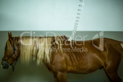 Sick cute horse standing