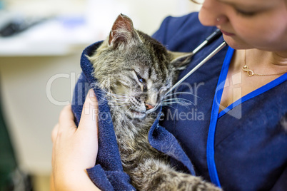 Close up on a cute cat on vets arms