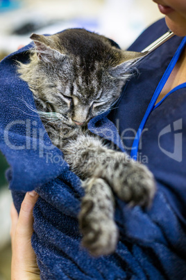 Close up on cute cat in vets arms