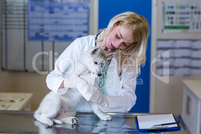 Woman vet examining the puppys pawa