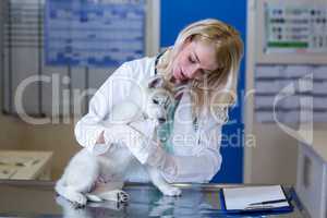 Woman vet examining the puppys pawa