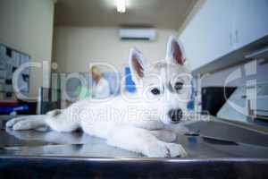 Portrait of a cute puppy lying on the examination table