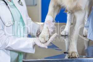 Close up on a woman vet examining the dogs paw