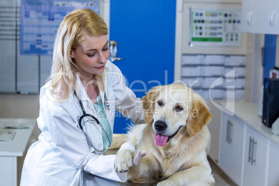 Woman vet examining the dogs paw