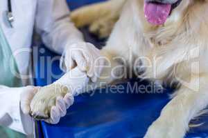 Close up on woman vet examining the dogs paw
