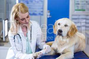 Woman vet examining the dogs paw